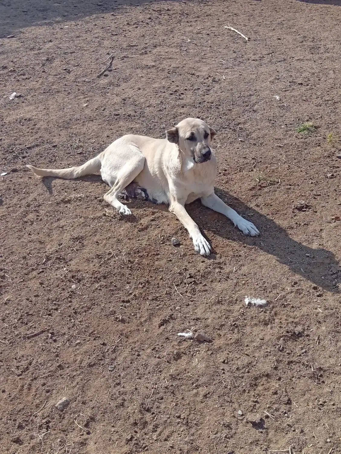 ماده سگ عراقی 3ساله|سگ|قره ضیاالدین, |دیوار