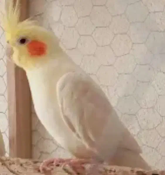 ماده به شرط|پرنده|ابریشم, |دیوار