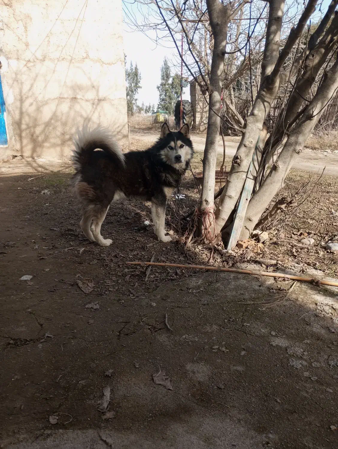 سگ هاسکی|سگ|گنبد کاووس, |دیوار