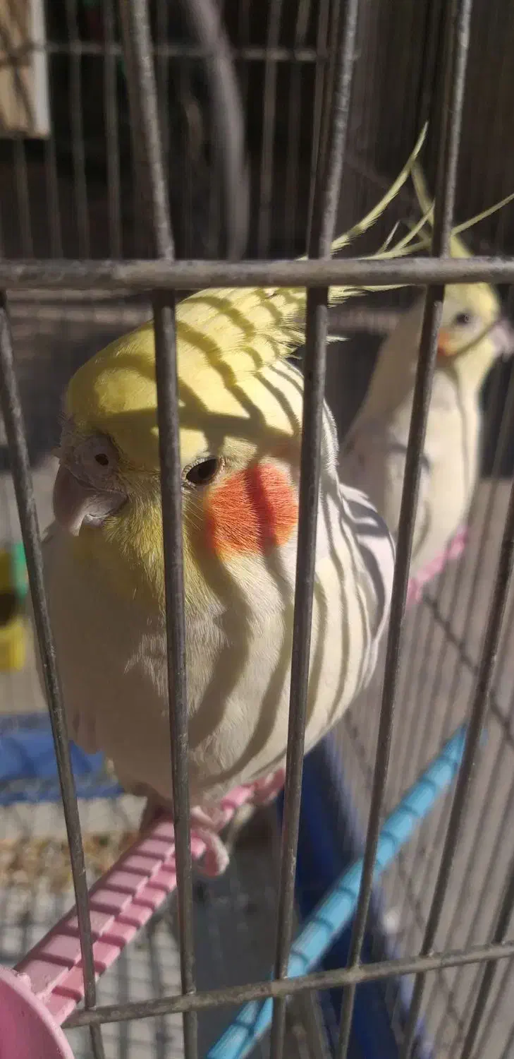 عروس هلندی لوتینو|پرنده|کبودرآهنگ, |دیوار