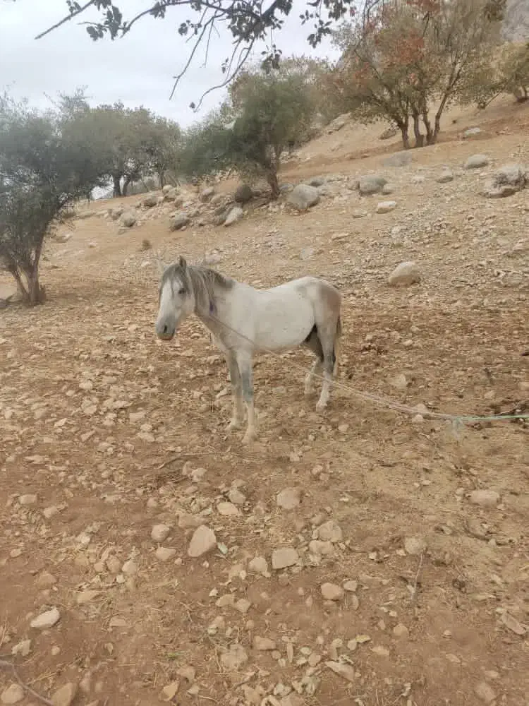 اسب نر دره شور|اسب و تجهیزات اسب‌سواری|لنده, |دیوار