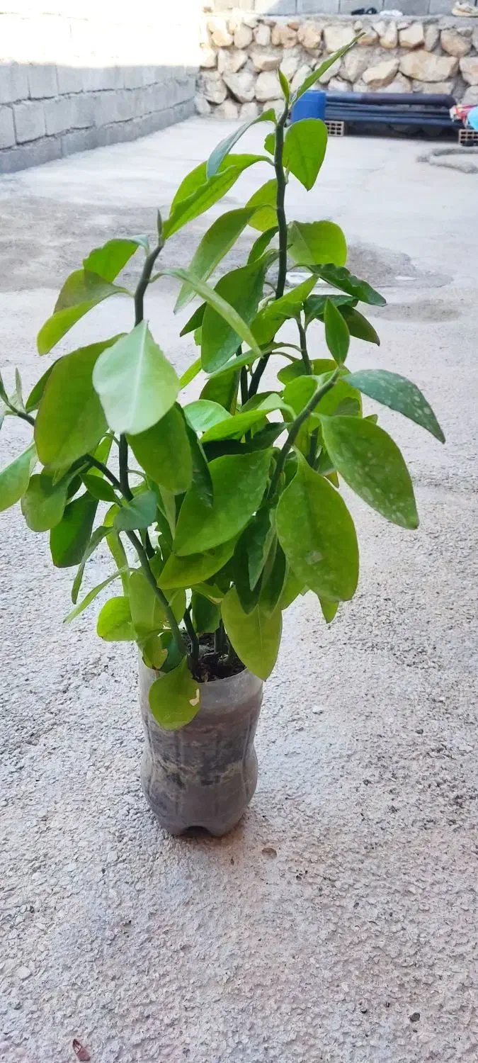 گل وگیاه طبیعی|گل و گیاه طبیعی|چوار, |دیوار