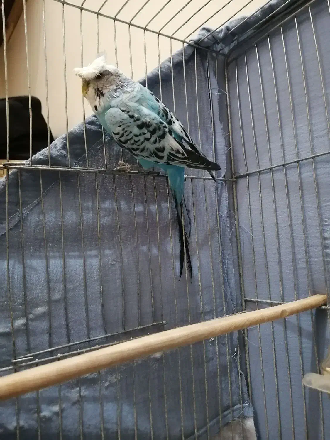 مرغ عشق نر نژاد کرست|پرنده|اشتهارد, |دیوار