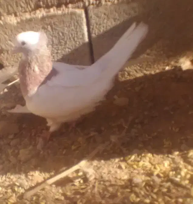 کبوتر طوقی|پرنده|یاسوج, |دیوار