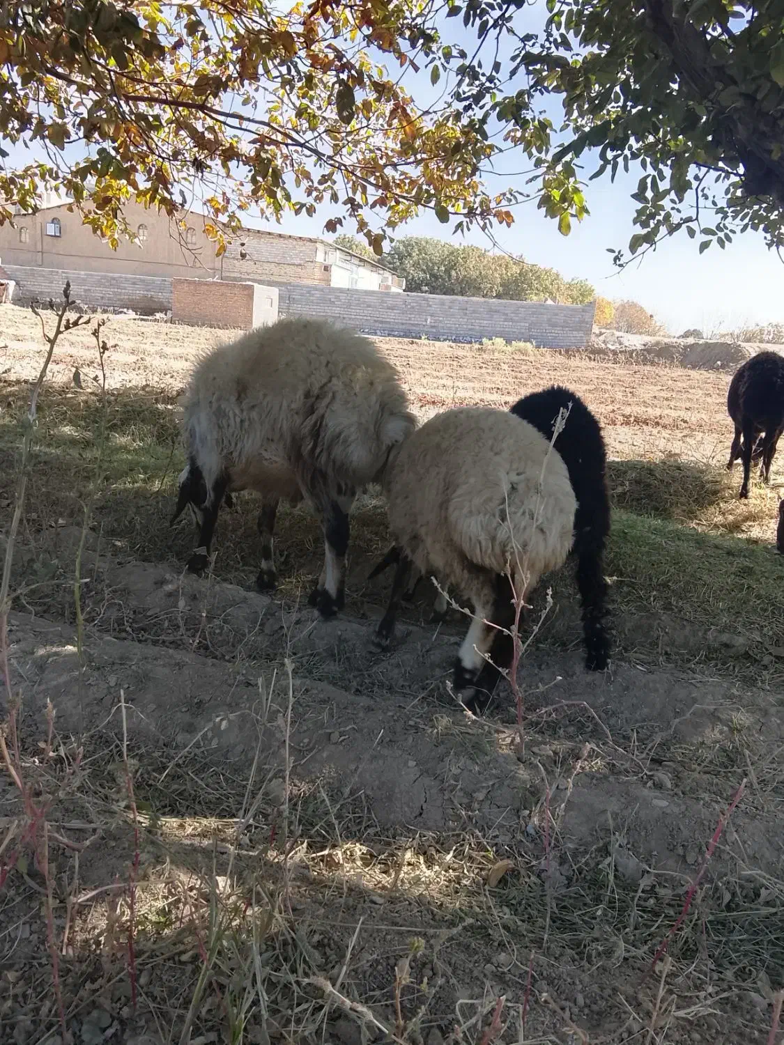 کوه قوچ 3شیره بهترن نژاد|حیوانات مزرعه|الیگودرز, |دیوار