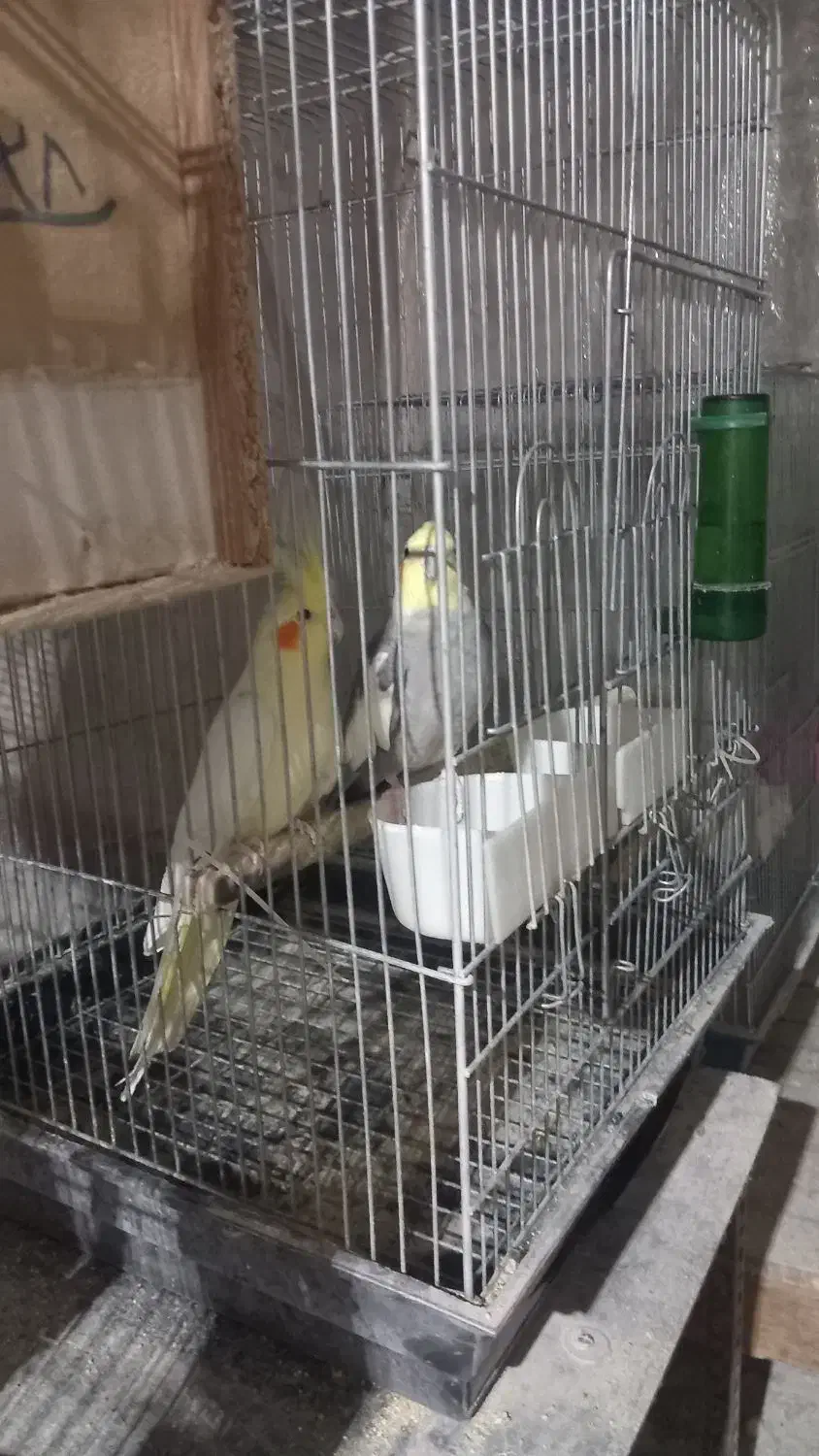 عروس هلندی|پرنده|شاهینشهر, فیض|دیوار