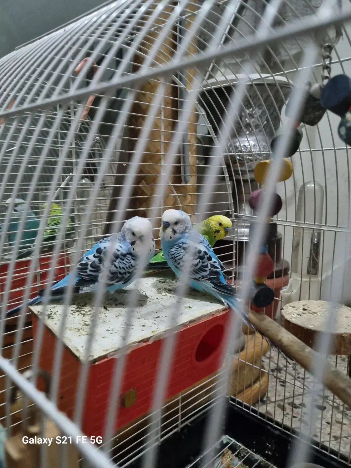 پرنده|پرنده|تهران, دستغیب|دیوار