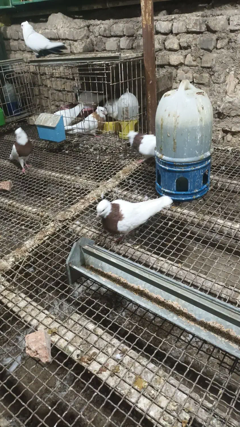 یک جفت طوق سرخ|پرنده|کرخه, |دیوار