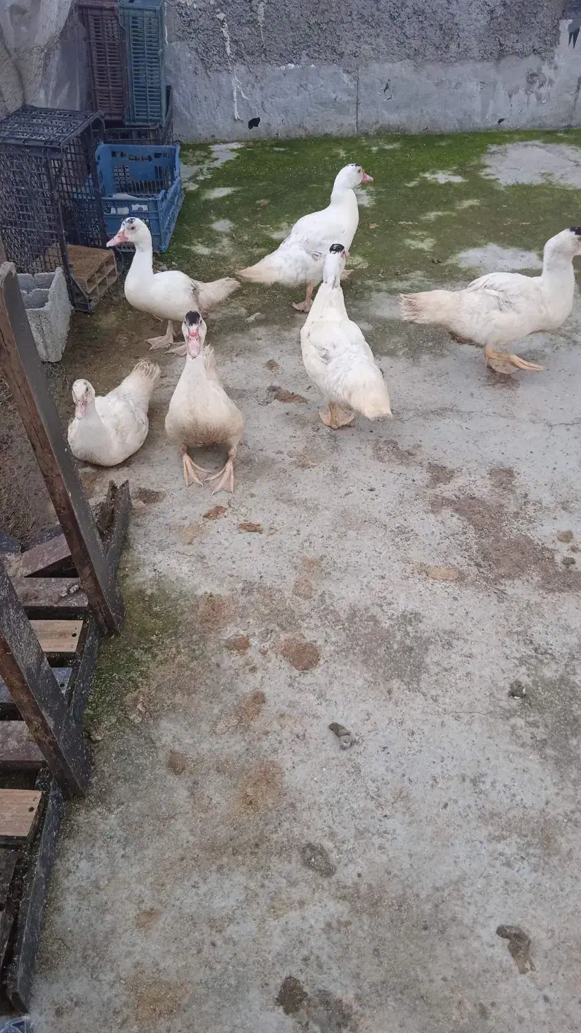 حراج بوقلمون و اردک روسی|حیوانات مزرعه|آمل, |دیوار