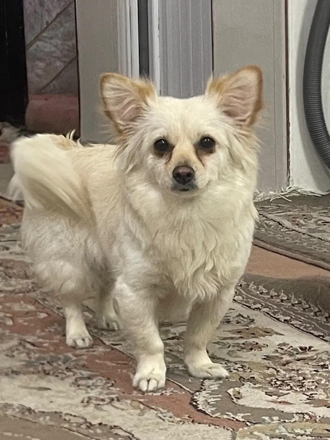 سگ پامرانین|سگ|قم, آزادگان|دیوار