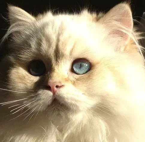 گربه بیریتیش لانگ هیر|گربه|قم, شاه ابراهیم|دیوار