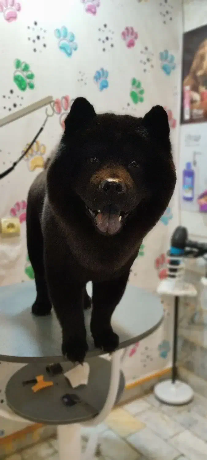 سگ خانگی|سگ|کرج, حیدرآباد|دیوار