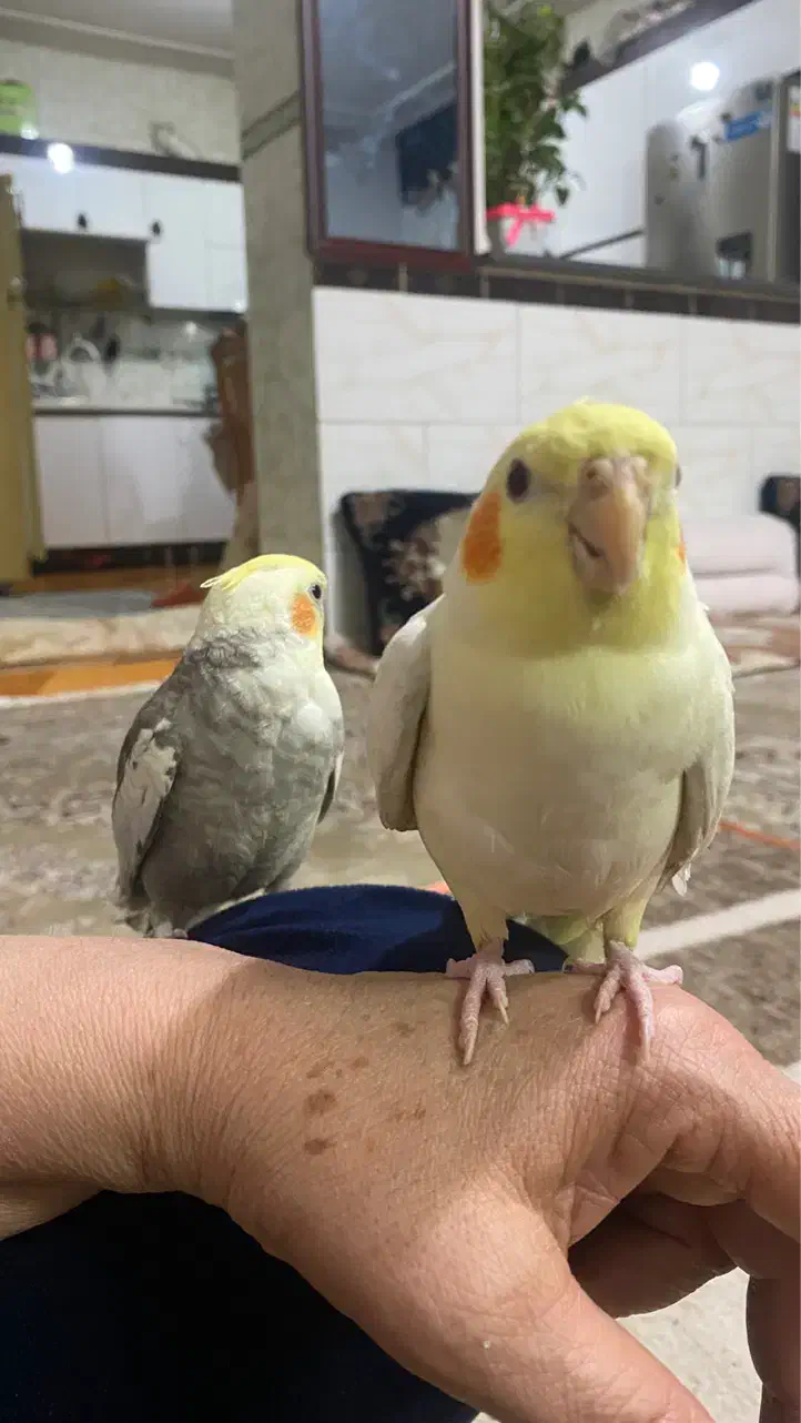 عروس هلندی|پرنده|شیراز, میانرود|دیوار