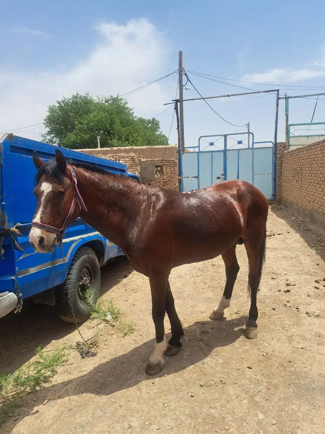 اسب نریون سرحال|اسب و تجهیزات اسبسواری|جوین, |دیوار