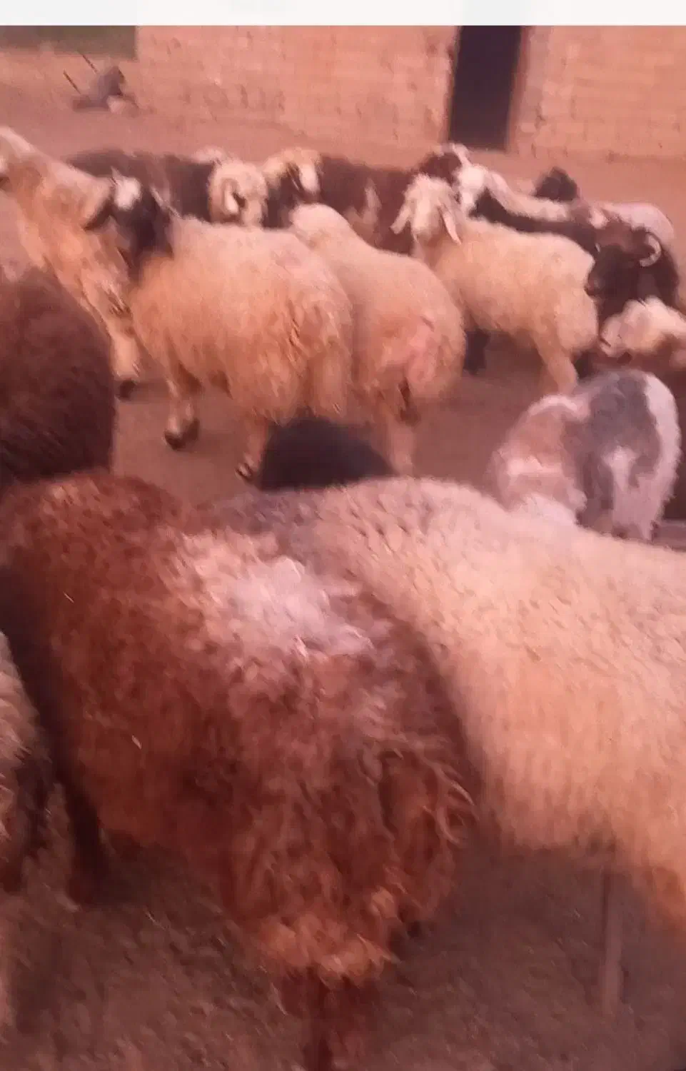 فروش ۲۰راس بره نر|حیوانات مزرعه|ارسنجان, |دیوار