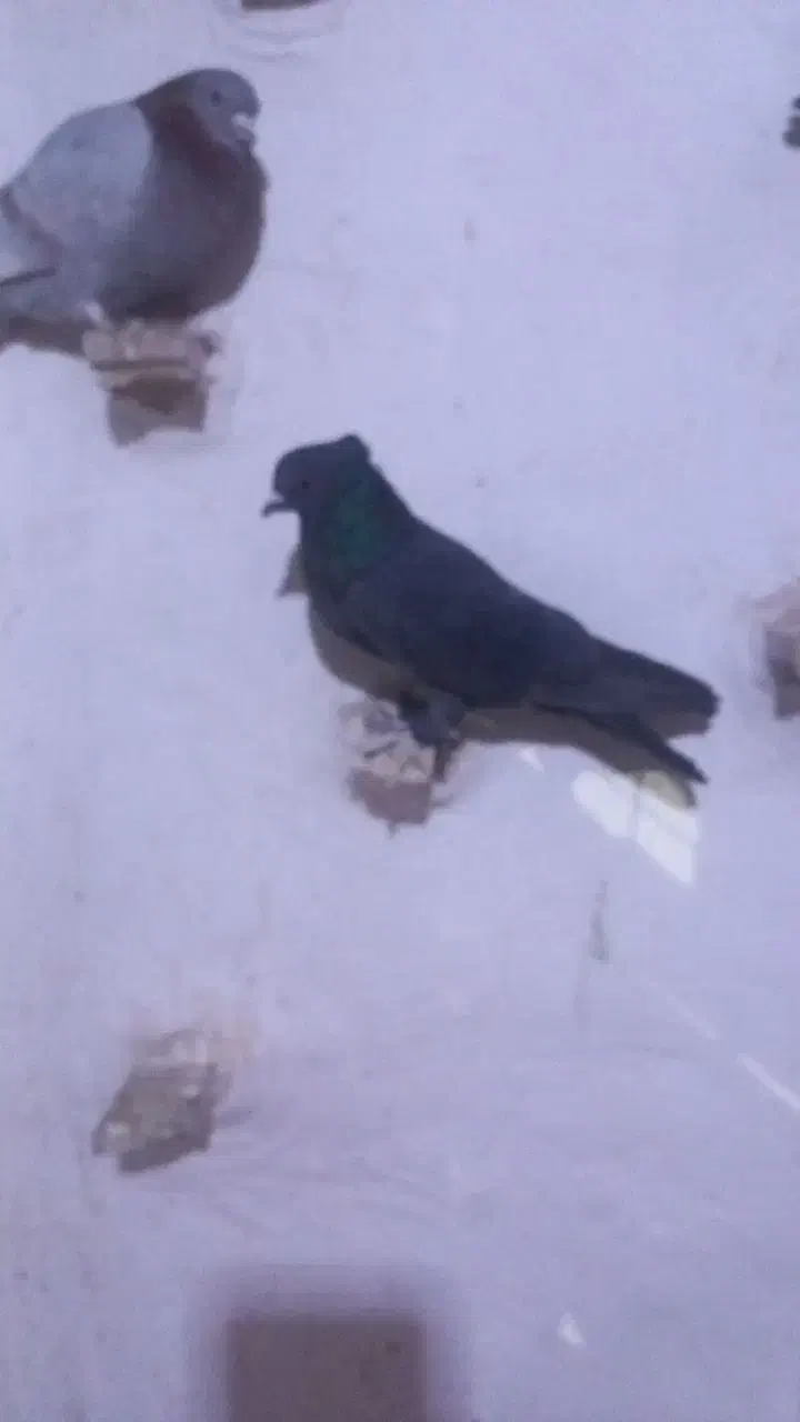 حیون گرفتنی|پرنده|سبزوار, شهرک جهاد|دیوار