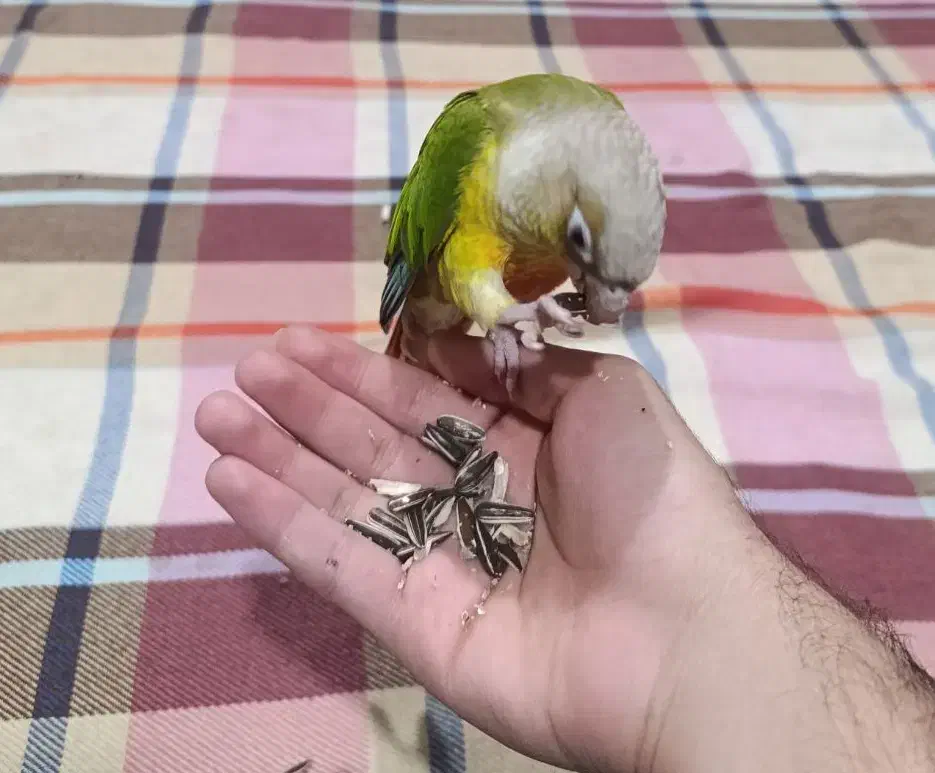 طوطی گرینچیک آناناسی ردفاکتور|پرنده|رفسنجان, |دیوار