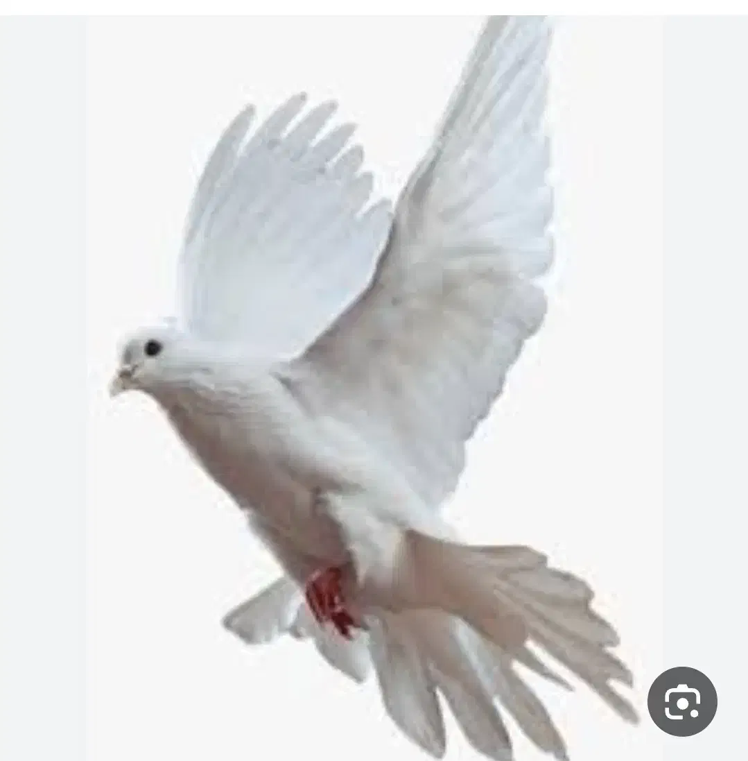 کبوتر پیدا شده|حیوانات|زنجان, |دیوار