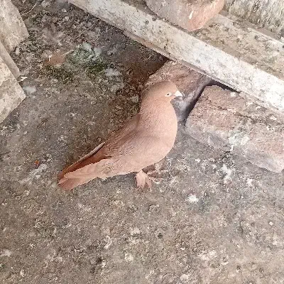 ساری فیلی|حیوانات|اردبیل, |دیوار