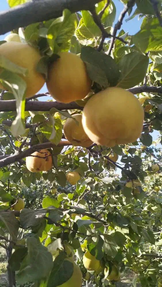 به تازه خرید از کشاورز کیلو 50|خوردنی و آشامیدنی|خانمیرزا, |دیوار