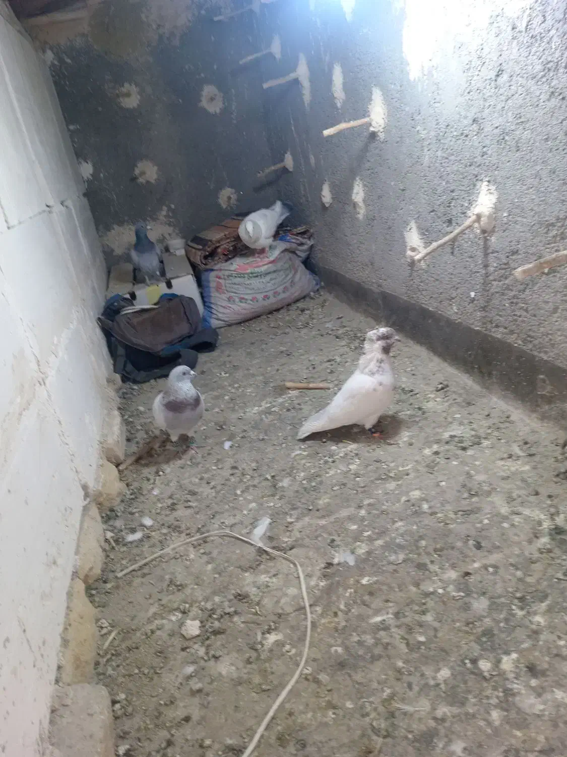 کرمونی هوایی جوجه کشی|پرنده|تربتحیدریه, شهید بهشتی|دیوار