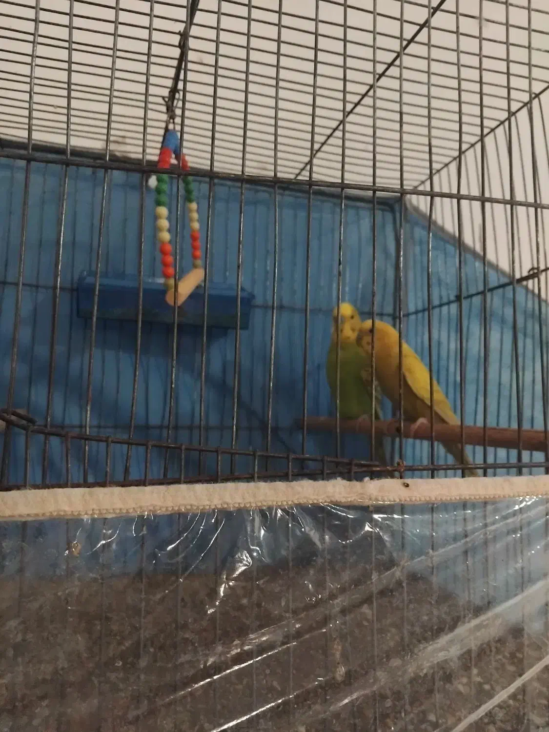 مرغ عشق|پرنده|جیرفت, |دیوار