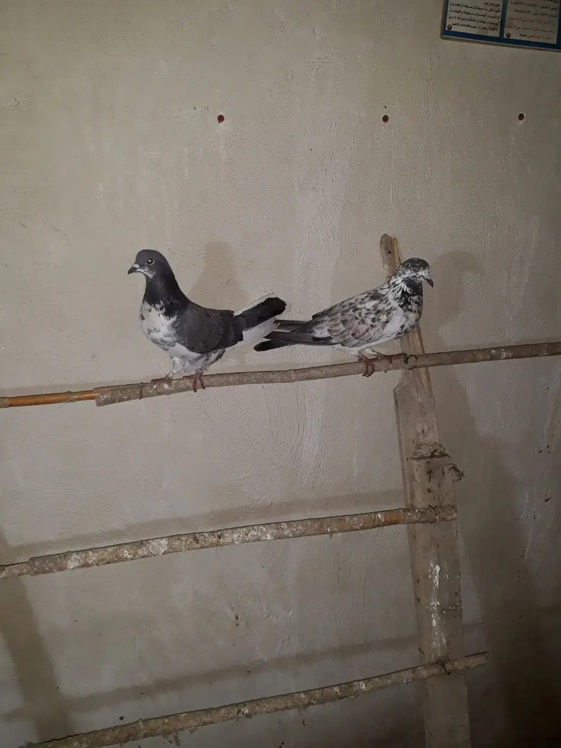 کبوتر تکپر|پرنده|بندر ترکمن, |دیوار