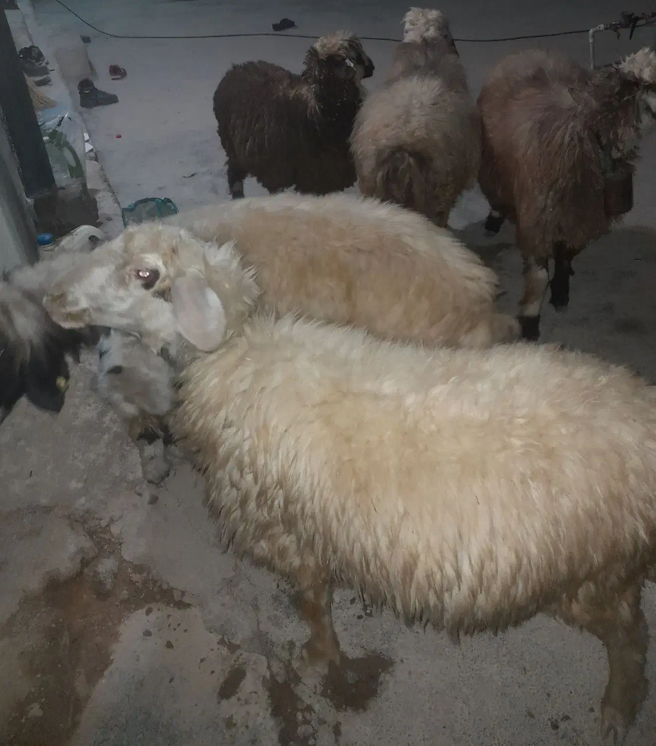 میش|حیوانات مزرعه|چاروسا, |دیوار