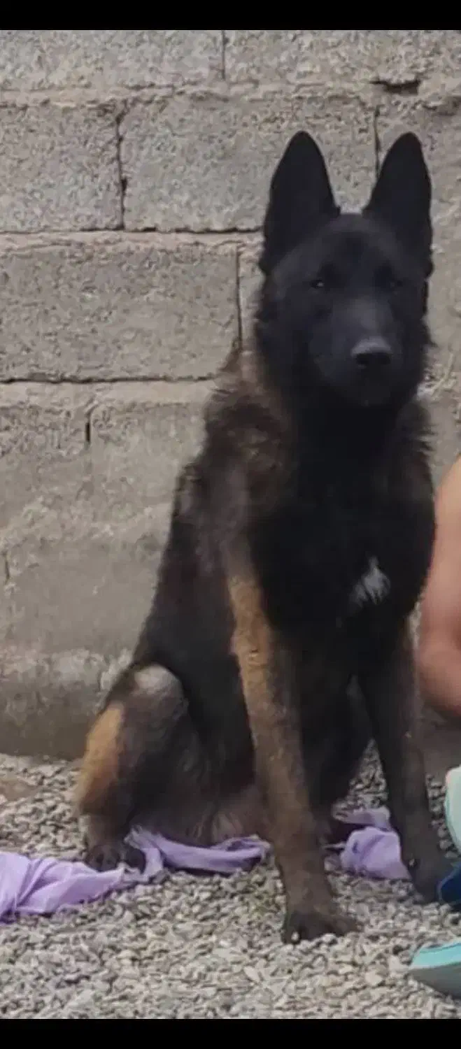 واگذاری توله مالینویز|سگ|کرمان, |دیوار