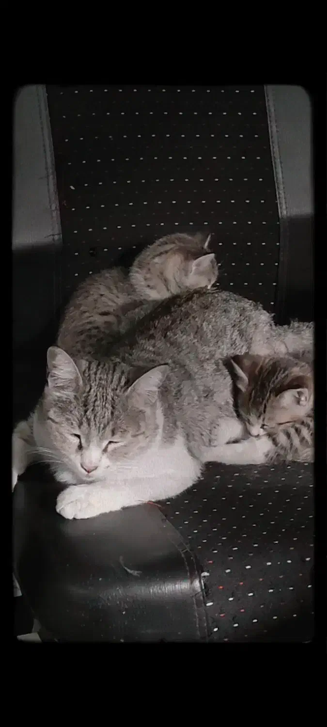 واگذاری گربه نژاد dsh|گربه|شهریار, کهنز|دیوار