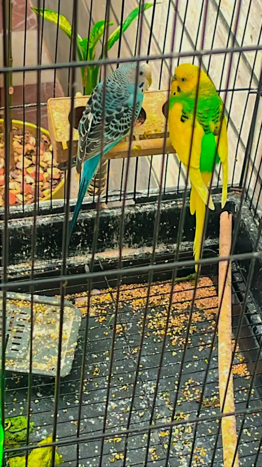 مرغ عشق|پرنده|اهواز, زیتون کارمندی|دیوار