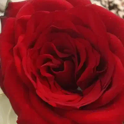 دعوت به همکاری لاین ناخن|استخدام درمانی، زیبایی، بهداشتی|فلاورجان, |دیوار