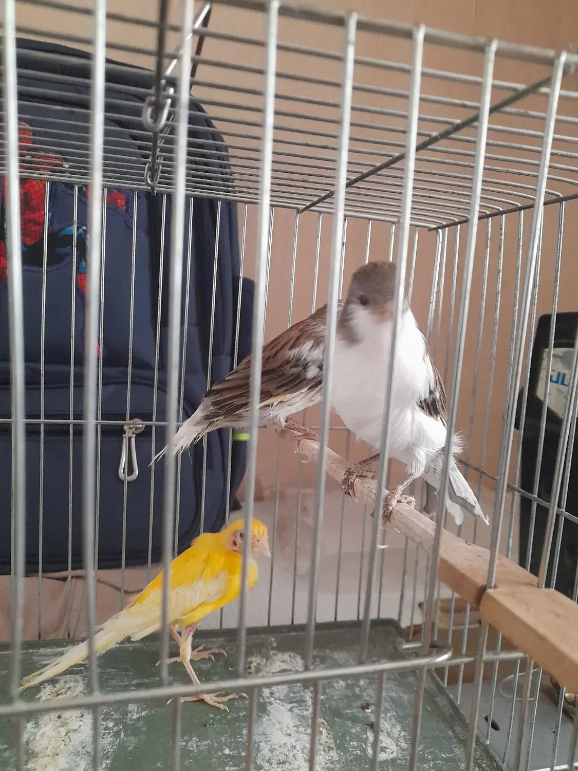 قناری نروماده|پرنده|قزوین, |دیوار