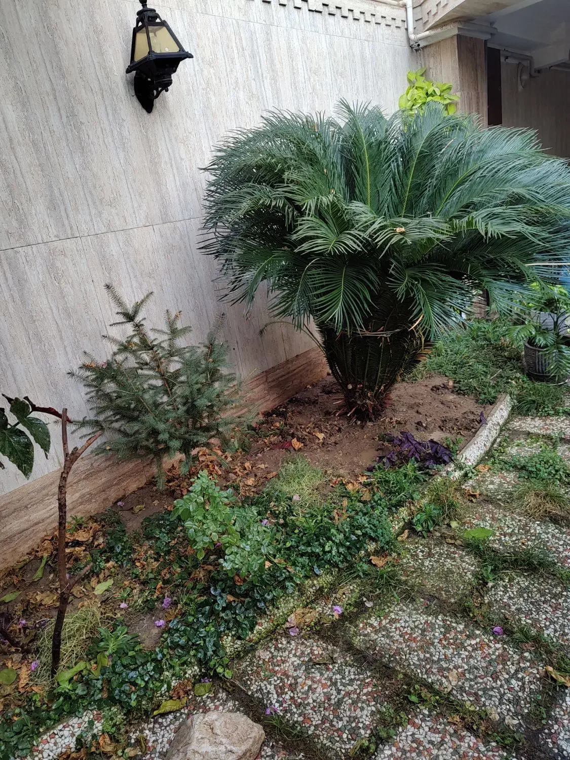 گل سیکاس|گل و گیاه طبیعی|بابل, |دیوار