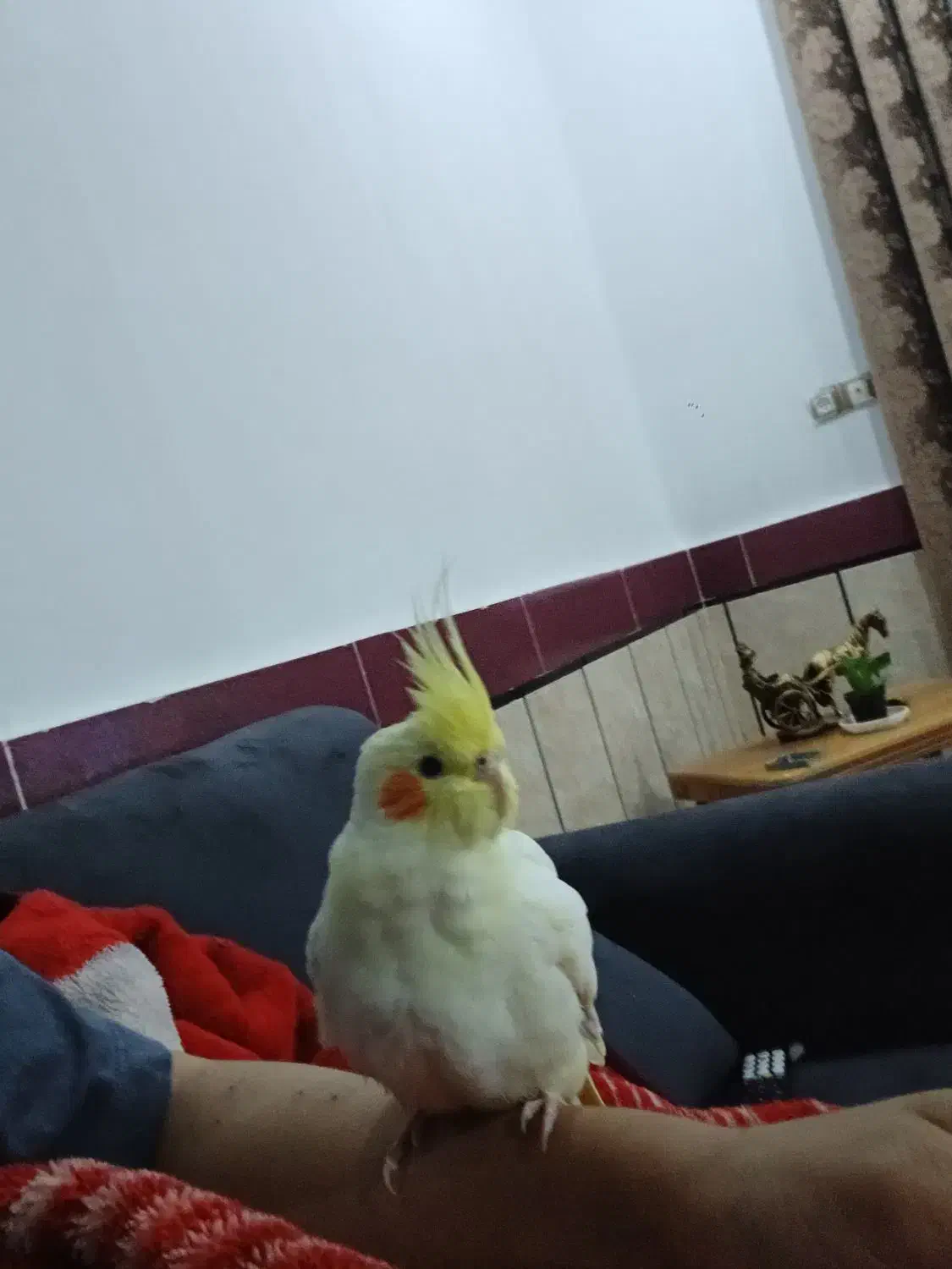 عروس هلندی|پرنده|اندیمشک, |دیوار