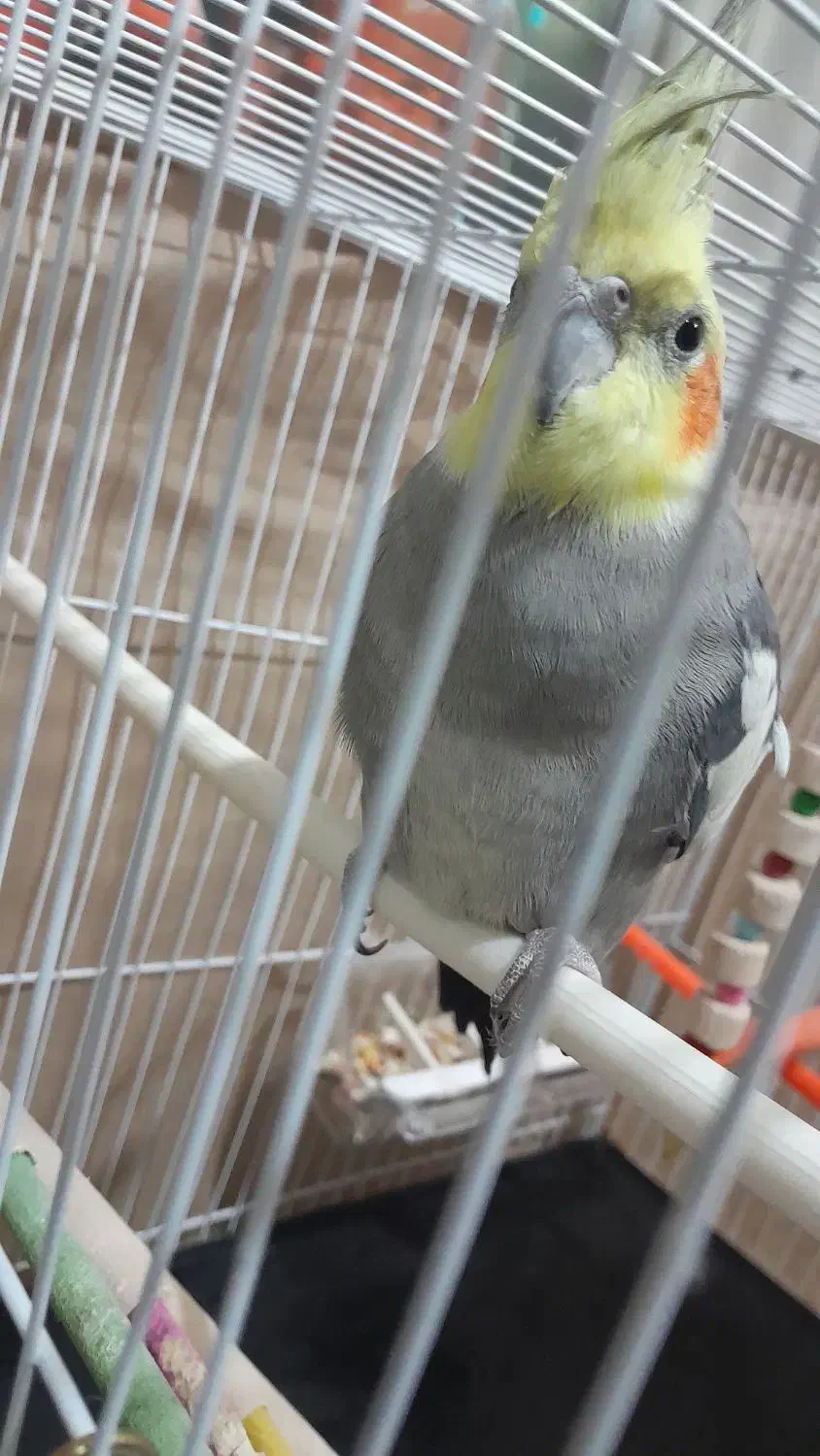 عروس هلندی نرسرحال|پرنده|مشهد, نیزه|دیوار