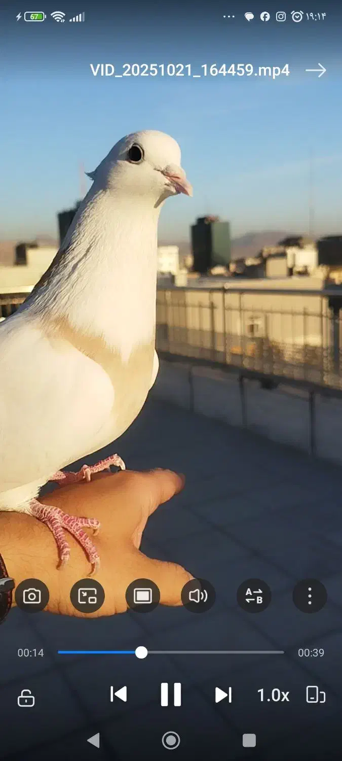 کفتر طوقی|پرنده|تهران, نجات اللهی|دیوار