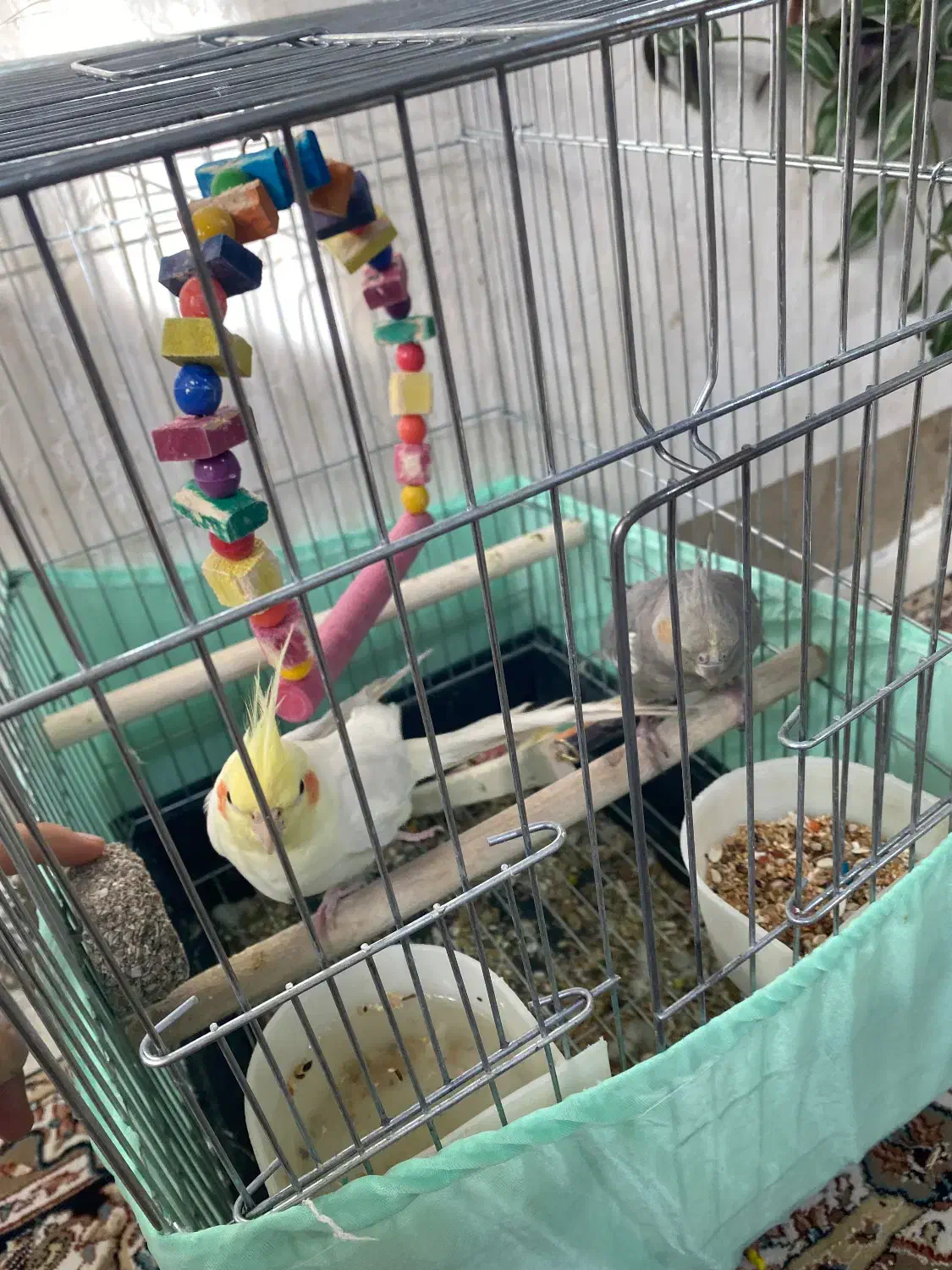 یک جفت عروس هلندی|پرنده|نورآباد, |دیوار