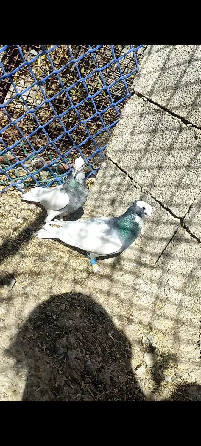 کبوتر طوقی|پرنده|شیراز, شهرک رضوان|دیوار