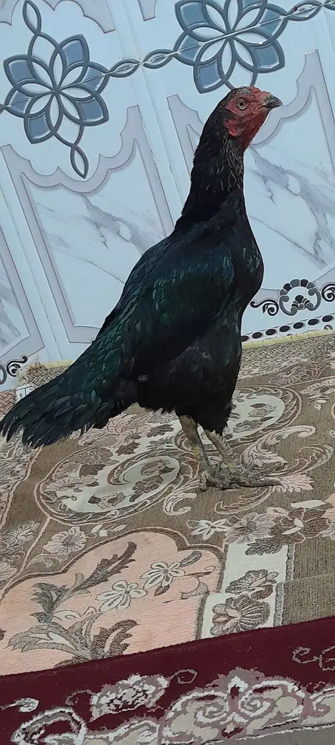 ماده مرغ فروشی|حیوانات مزرعه|سراوان, |دیوار