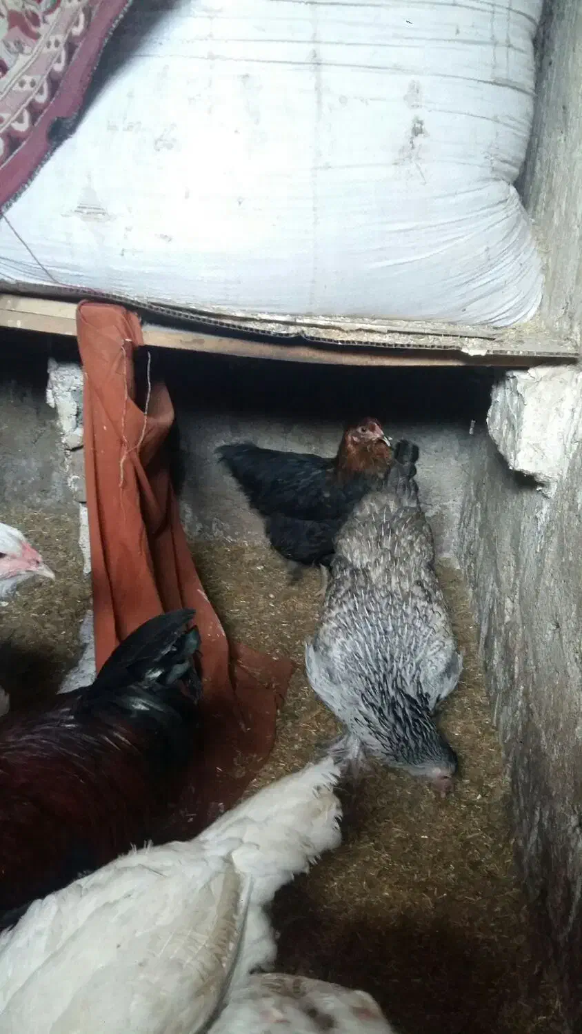 مرغ برهما|حیوانات مزرعه|نگین شهر, |دیوار