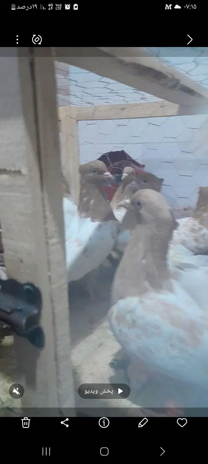 سینه زرد پاک و هوایی|پرنده|مه ولات, |دیوار