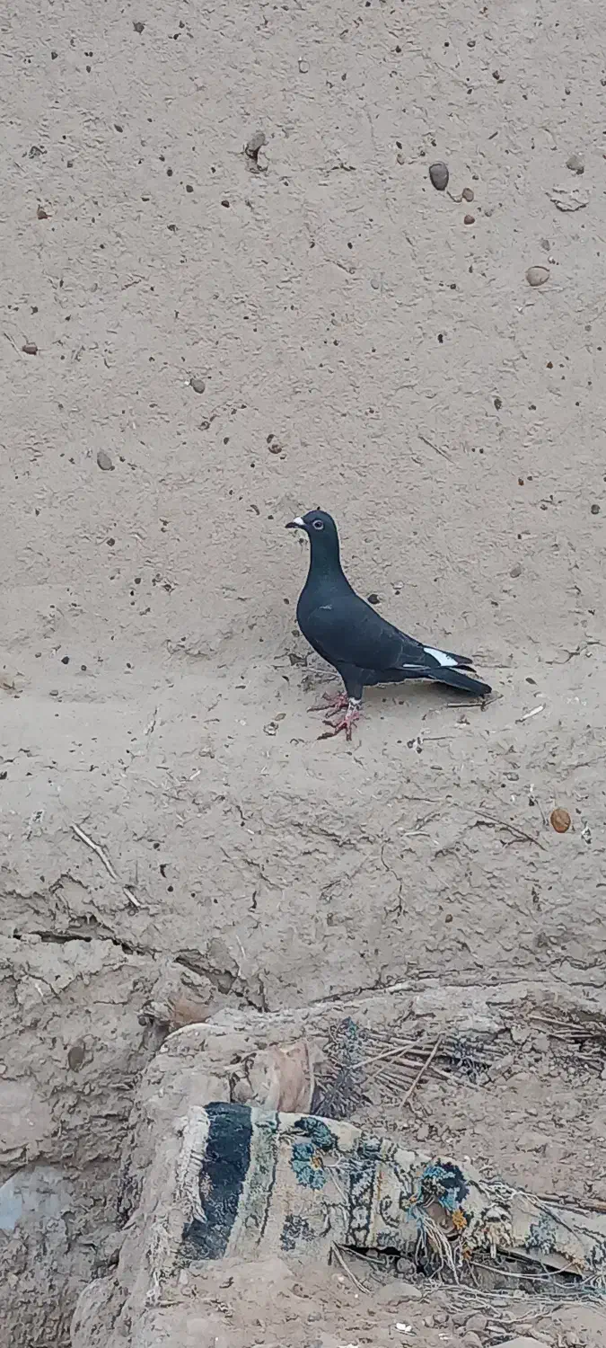 کفتر|پرنده|زهک, |دیوار