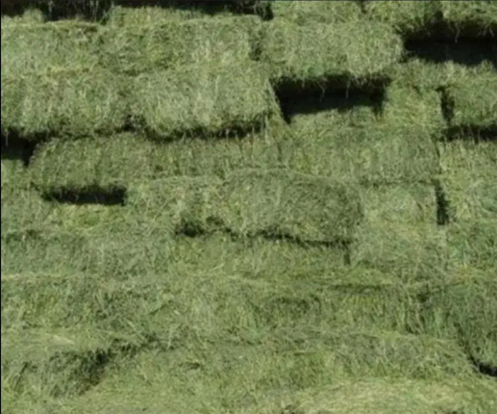 بونجه|لوازم جانبی حیوانات|فیروزآباد, |دیوار