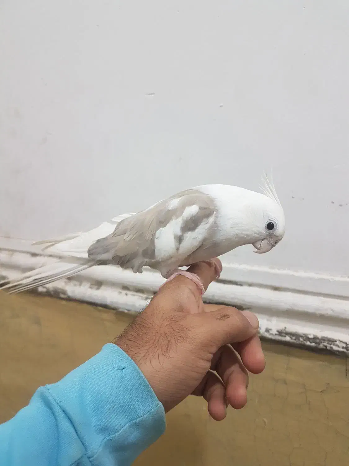 طوطی عروس هلندی|پرنده|سراوان, |دیوار