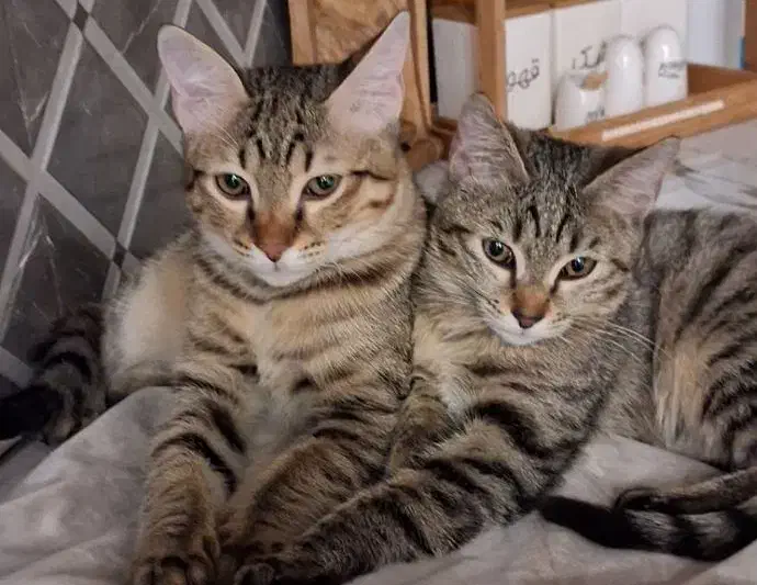 واگذاری گربه نژاد DSH|گربه|رباط‌کریم, رباط‌کریم|دیوار