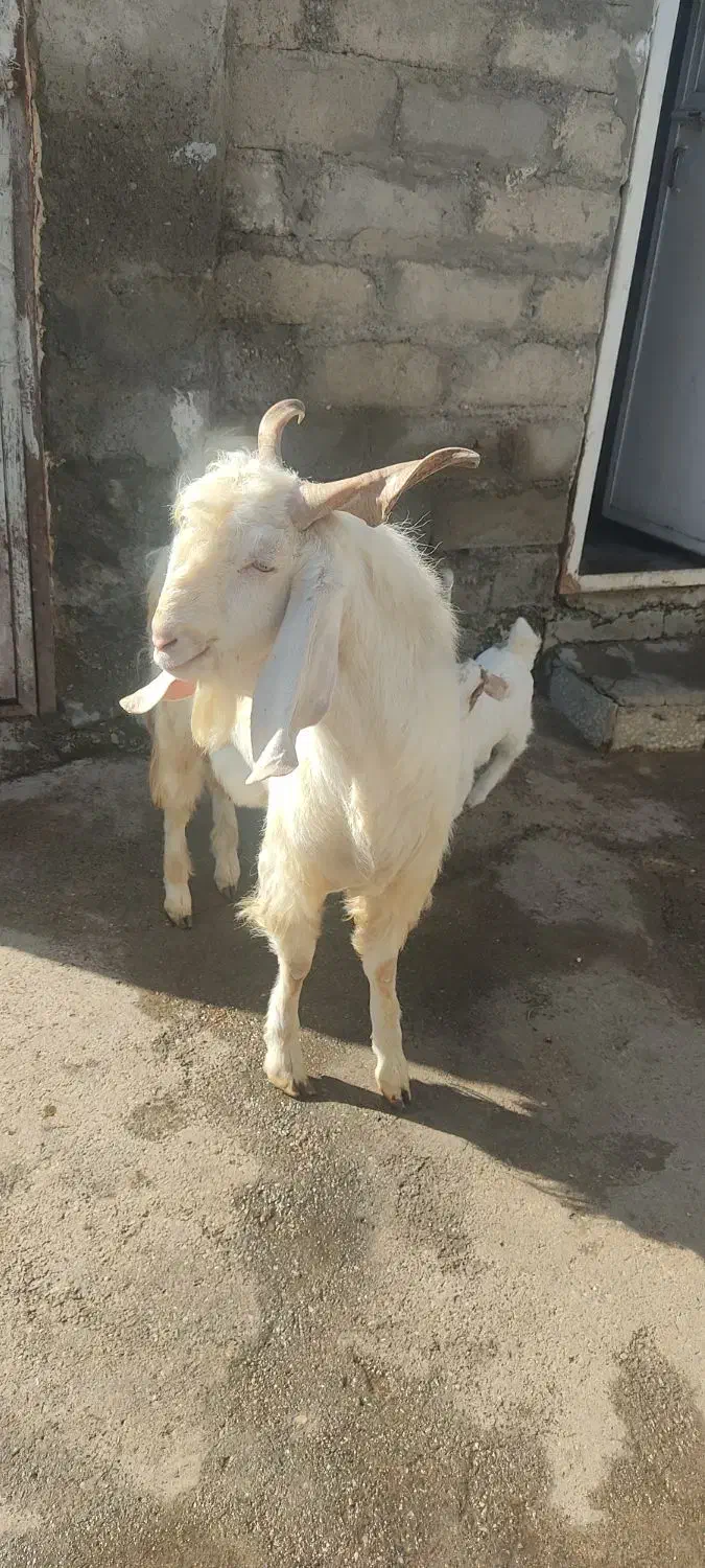 بز نر گلابی|حیوانات مزرعه|بیستون, |دیوار