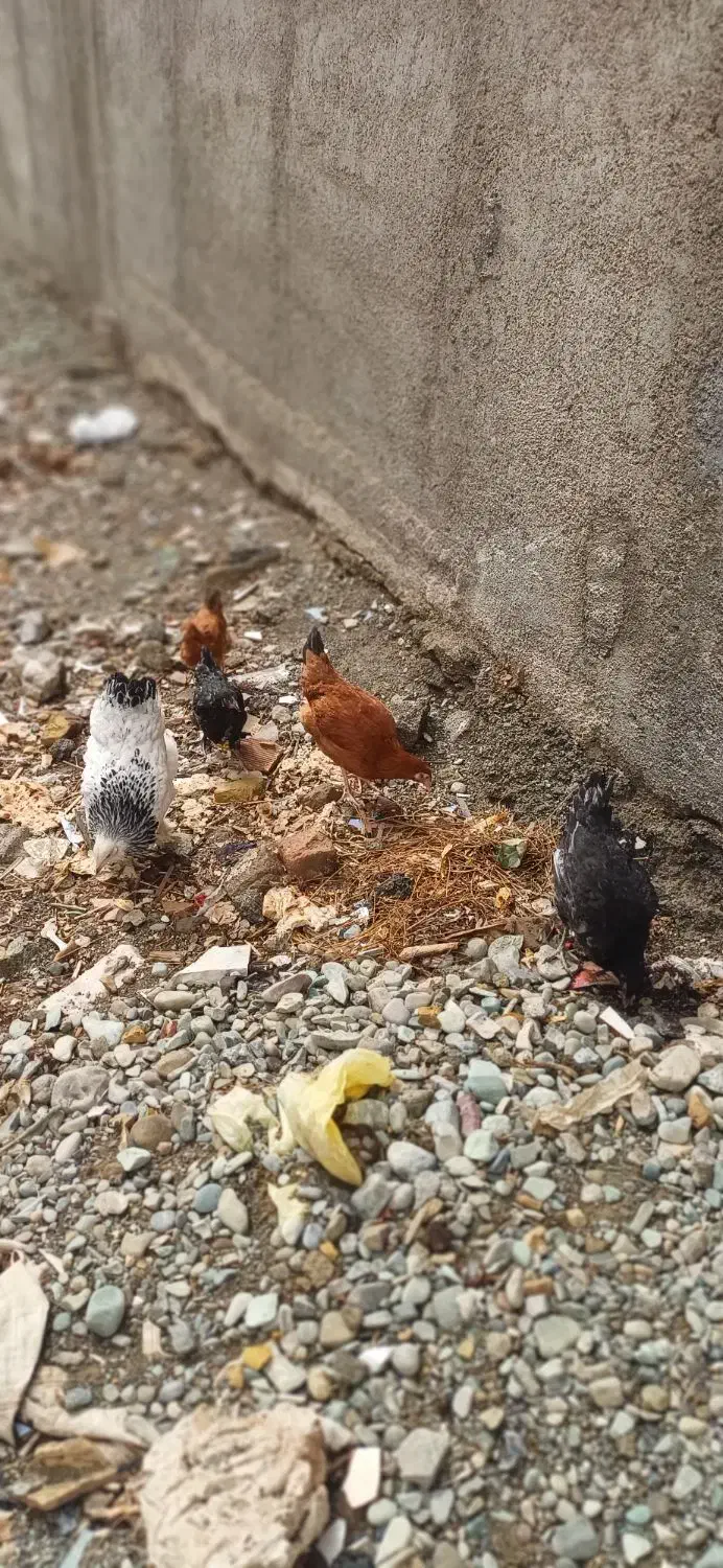 مرغ نژاد دار|حیوانات مزرعه|مشکین‌دشت, |دیوار