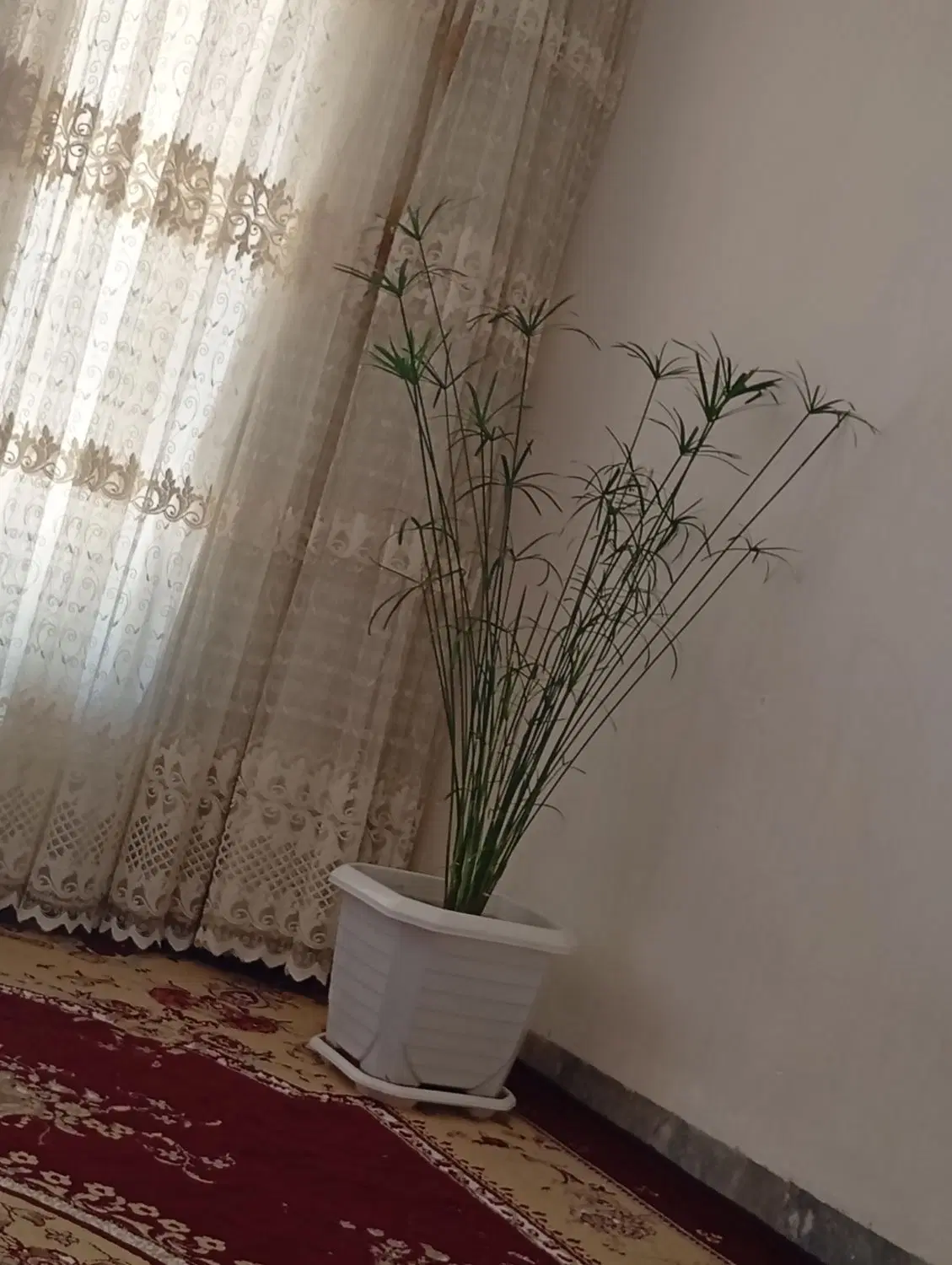 گل گیاه|گل و گیاه طبیعی|چرداول, |دیوار