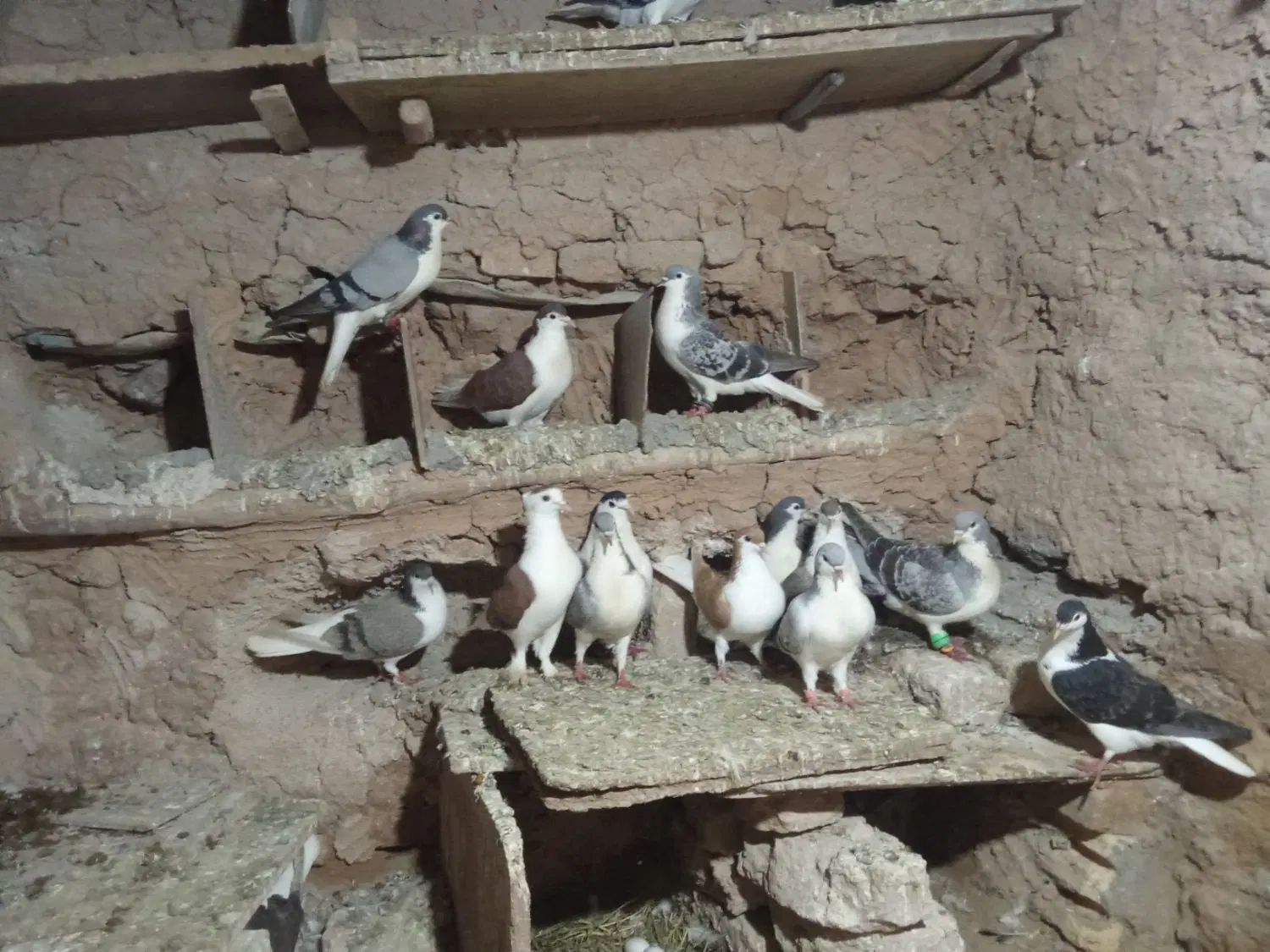 کفتر ساده|پرنده|باخزر, |دیوار
